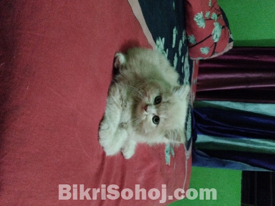 Persian male kitten